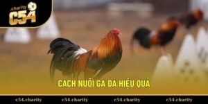 cach-nuoi-ga-da-hieu-qua