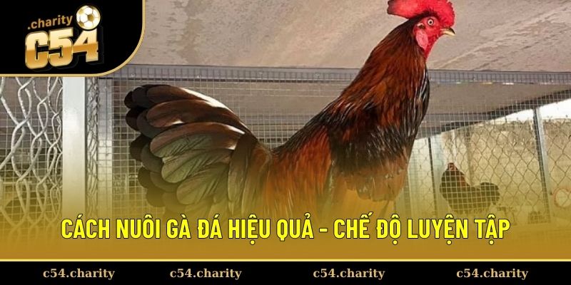 Thực hiện kế hoạch chăm sóc chiến kê tốt nhất