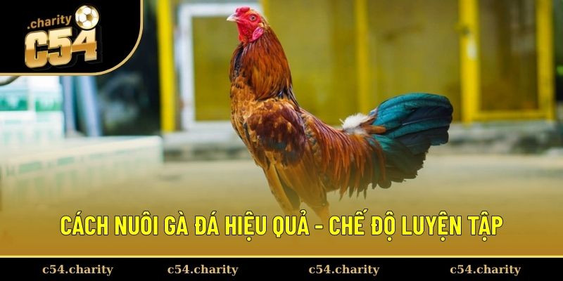 Kinh nghiệm luyện tập cường độ thích hợp cho chiến kê 