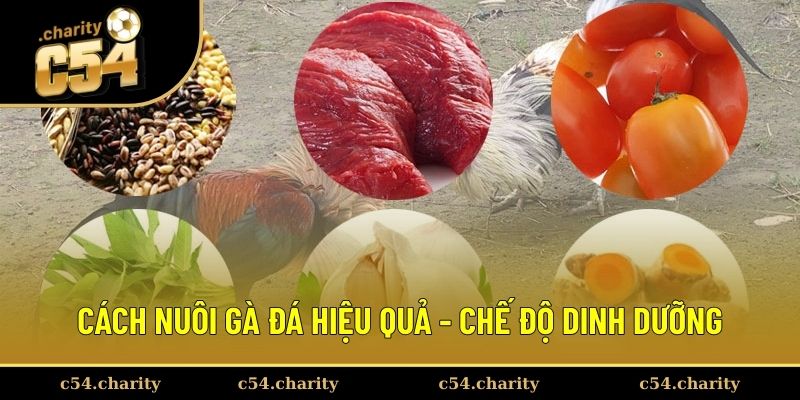 Cách nuôi gà đá hiệu quả liên quan đến chế độ ăn uống