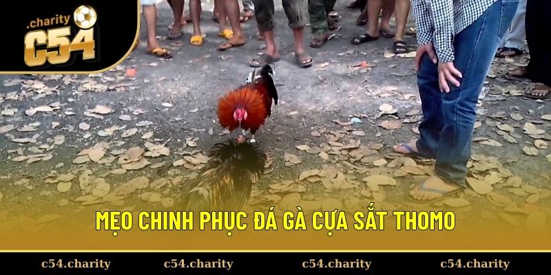 Mẹo bắt kèo cược chiến kê thắng đậm