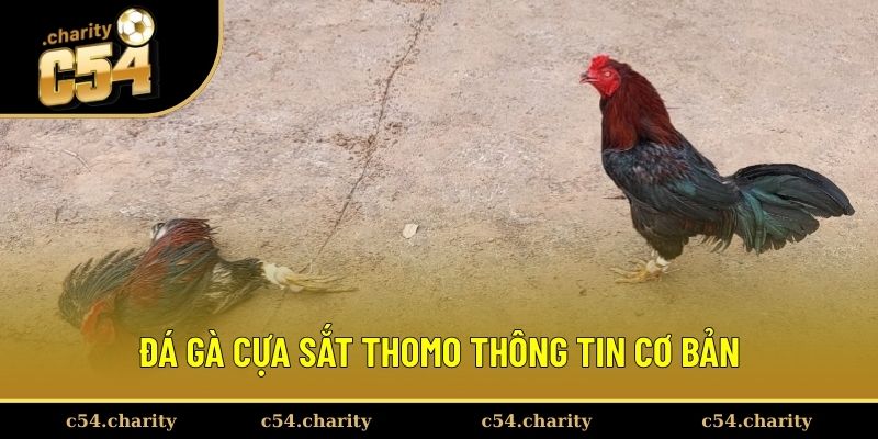 Thông tin sơ lược đá gà cựa sắt Thomo