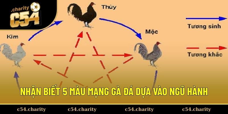 Nhận biết 5 màu mạng gà đá dựa vào ngũ hành