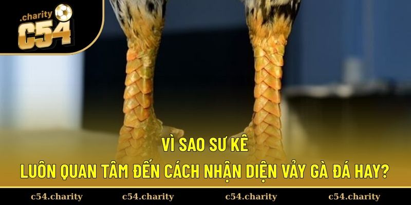 Kỹ năng nhận diện vảy gà đá hay giúp ích rất lớn