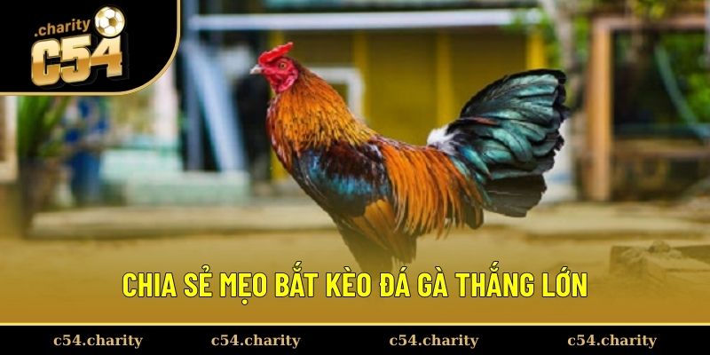 Mẹo bắt kèo chọi gà ăn tiền lớn