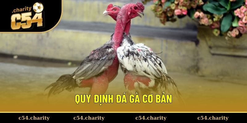 Sơ lược quy định đá gà